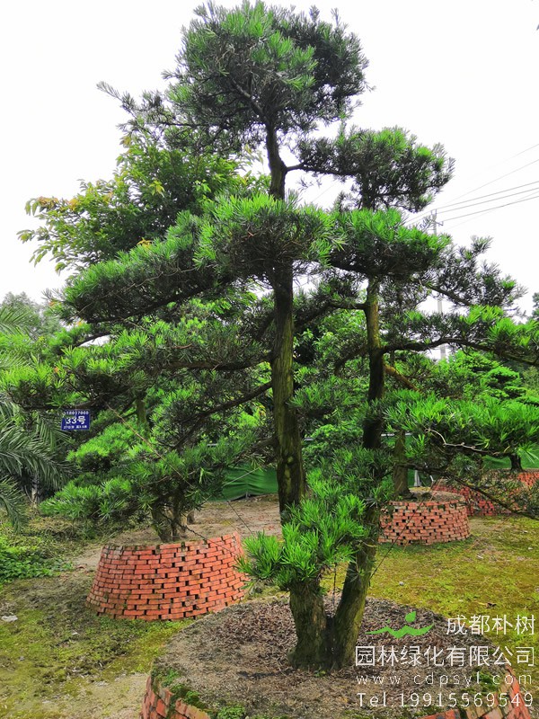 罗汉松的寓意象征是什么？罗汉松的花语是什么？